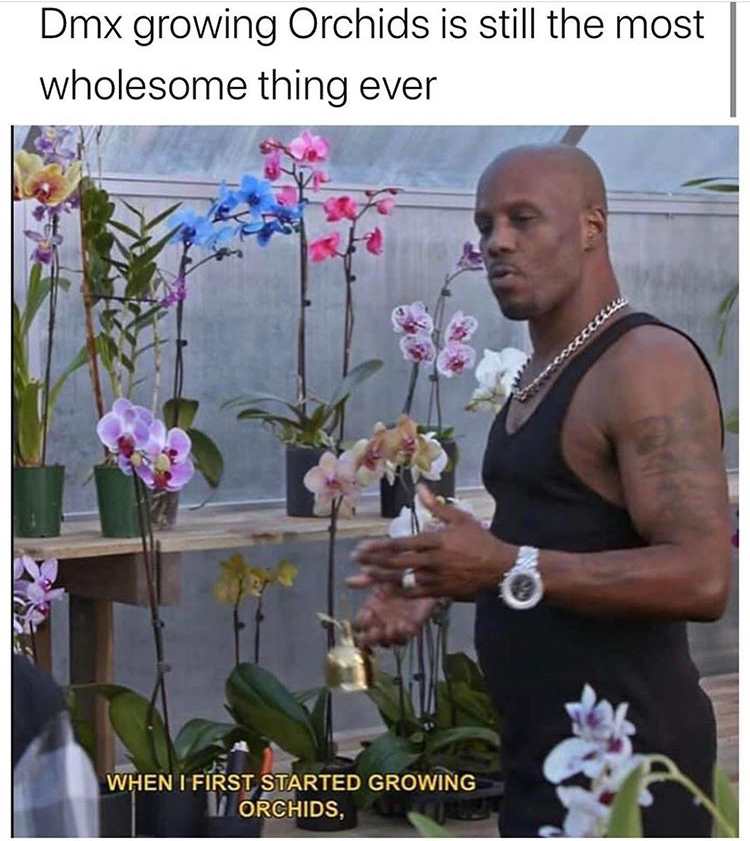 dank memes - dmx and orchids - Dmx growing Orchids is still the most wholesome thing ever When I First Started Growing Orchids,