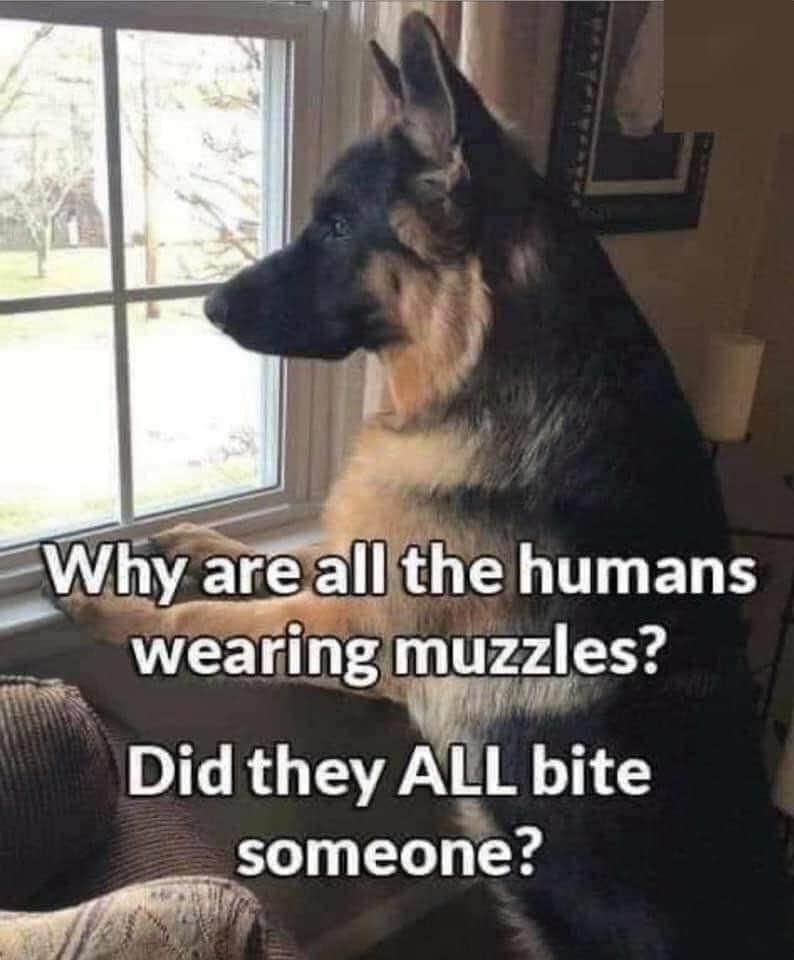 all the humans wearing muzzles did they bite someone - Why are all the humans wearing muzzles? Did they All bite someone?