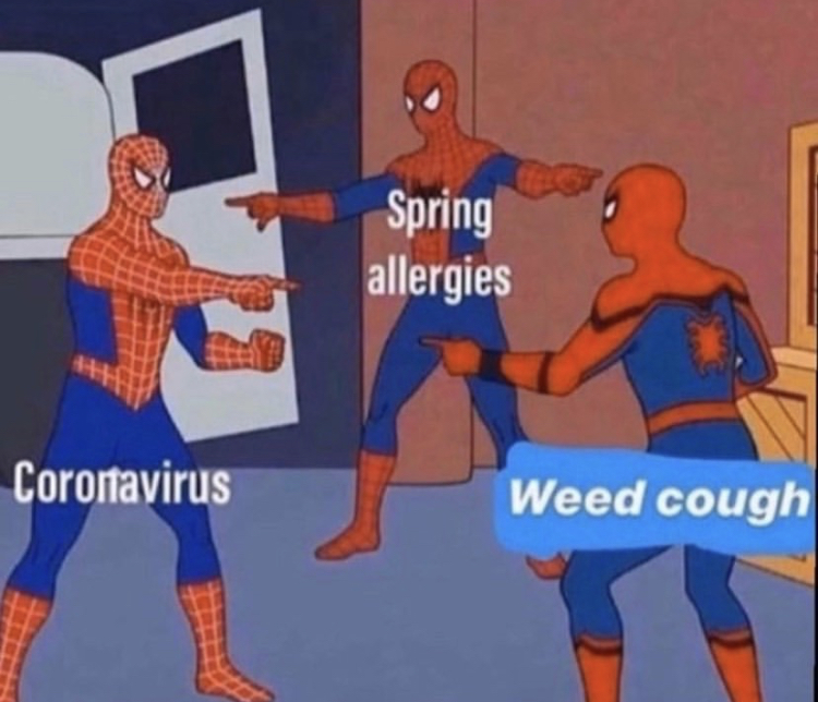 allergies or coronavirus meme - Spring allergies Corortavirus Weed cough