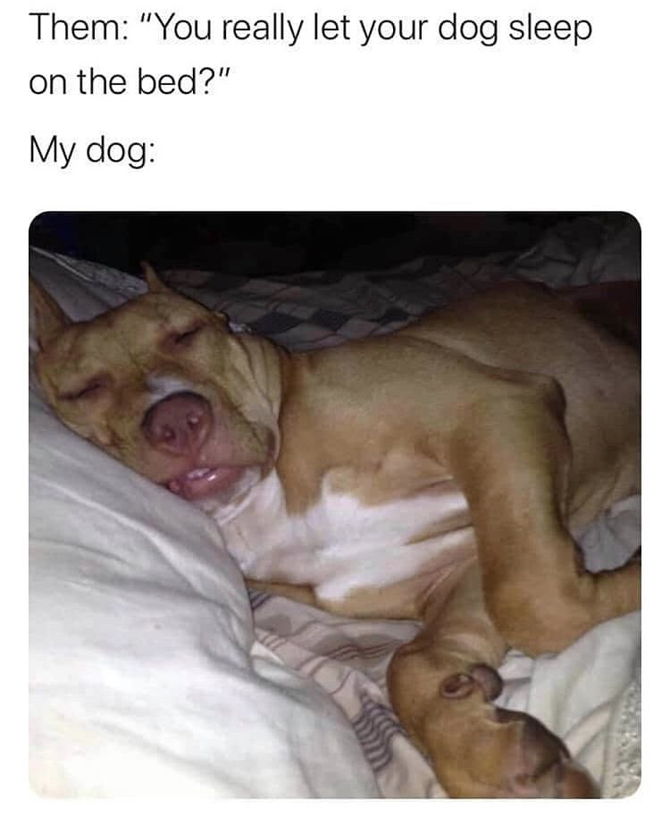 photo caption - Them "You really let your dog sleep on the bed?" My dog