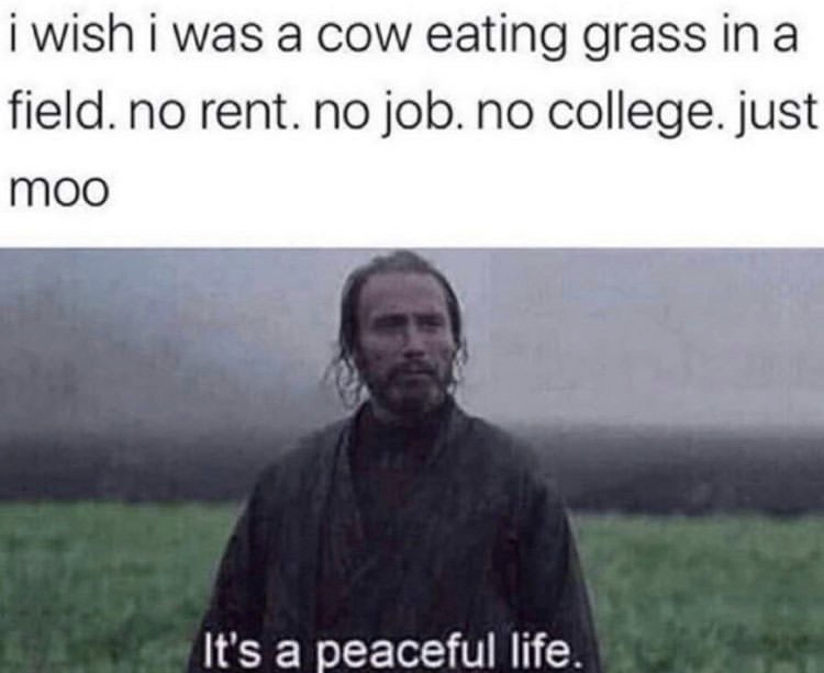 person - i wish i was a cow eating grass in a field. no rent. no job. no college. just moo It's a peaceful life.