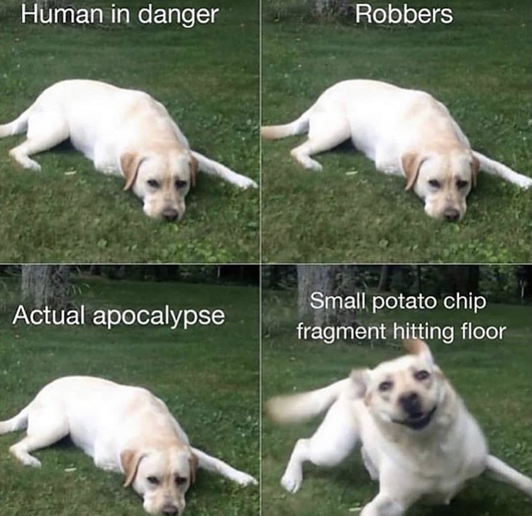 funny animal memes - Human in danger Robbers Actual apocalypse Small potato chip fragment hitting floor