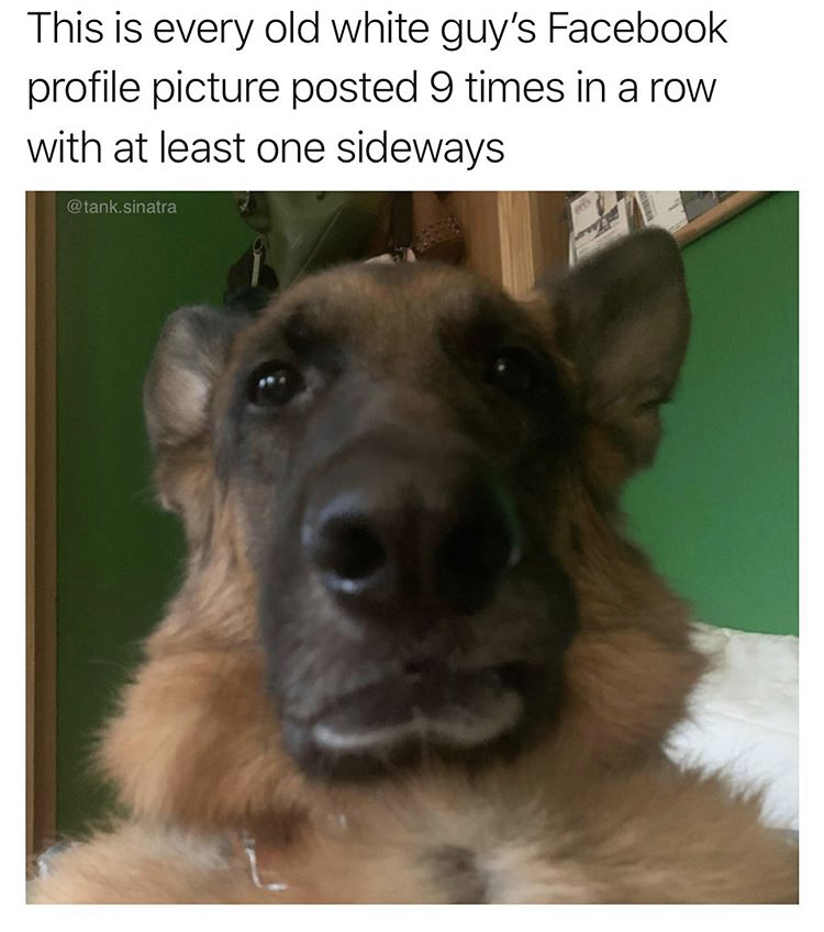 german shepherd dog - This is every old white guy's Facebook profile picture posted 9 times in a row with at least one sideways .sinatra