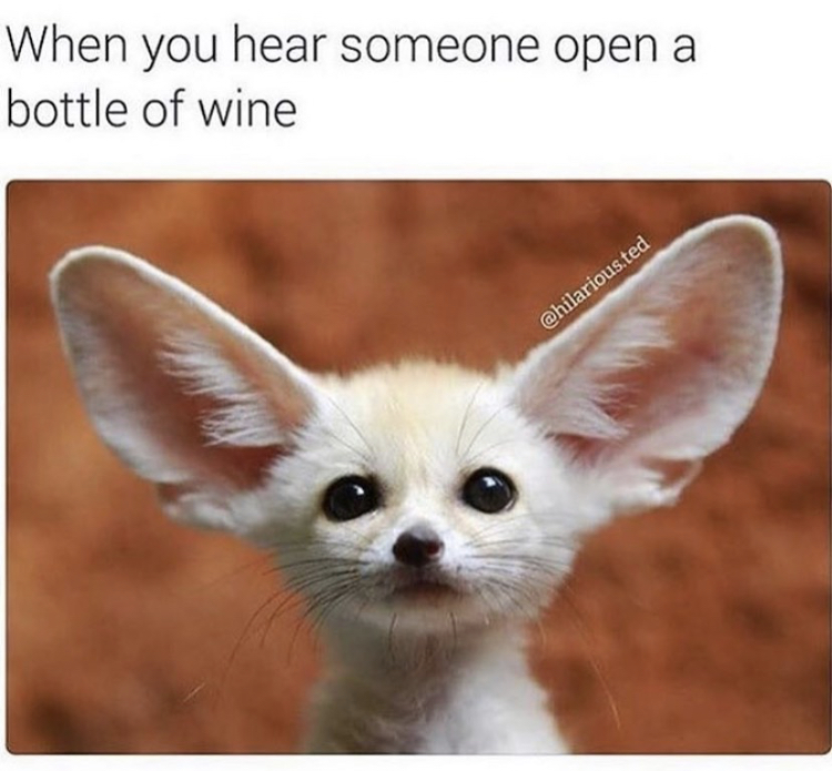 baby fennec fox - When you hear someone open a bottle of wine .ted