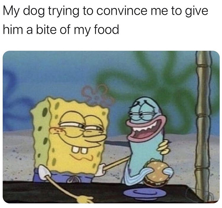 spongebob meme template - My dog trying to convince me to give him a bite of my food g