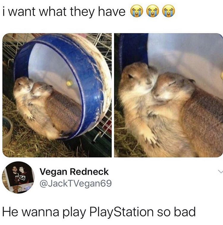hamsters cuddling - i want what they have Vegan Redneck He wanna play PlayStation so bad