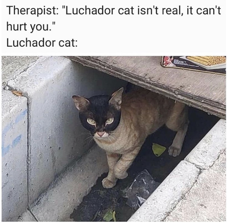photo caption - Therapist "Luchador cat isn't real, it can't hurt you." Luchador cat