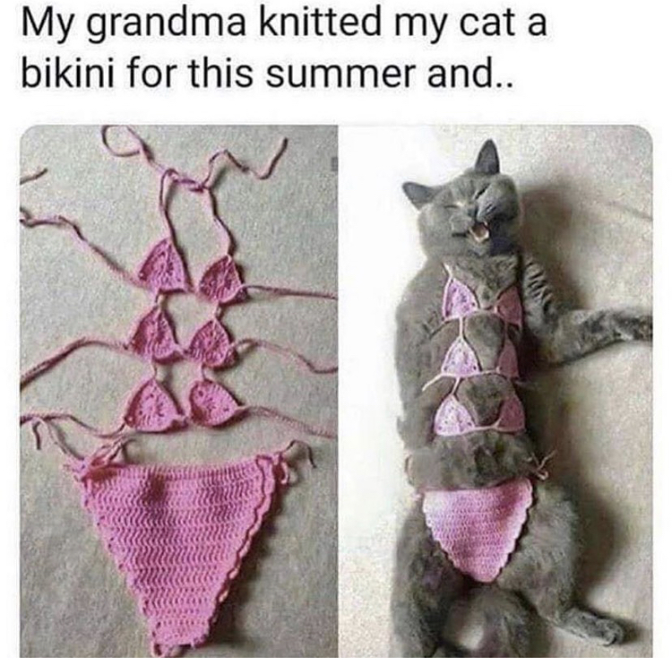 My grandma knitted my cat a bikini for this summer and..