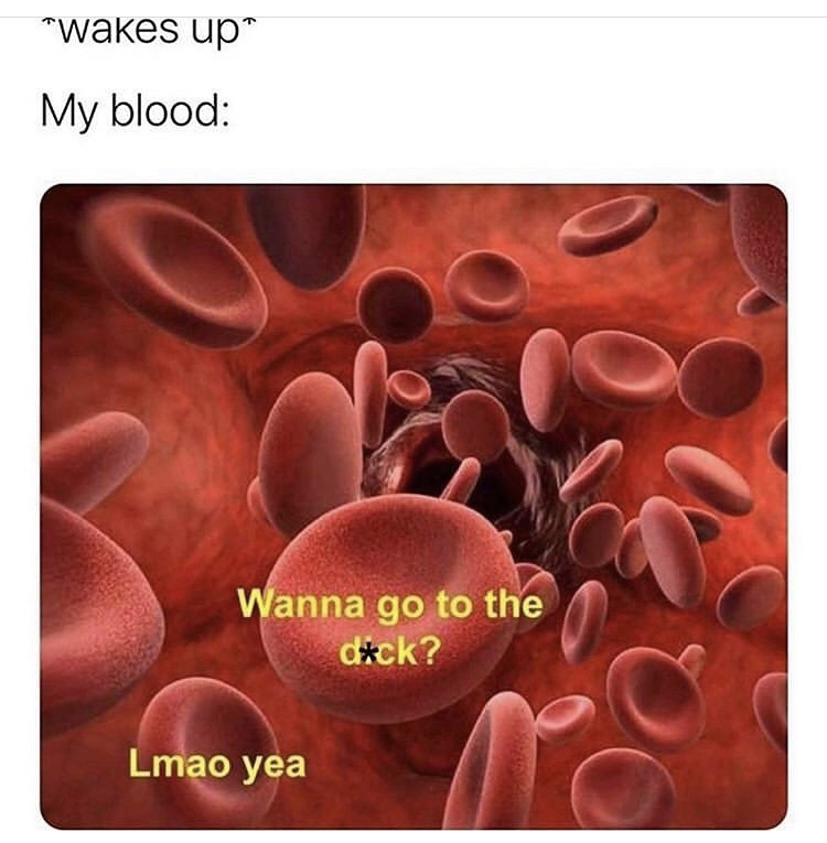 blood cells in the morning meme - wakes up my blood - wanna go to the dick? lmao yea