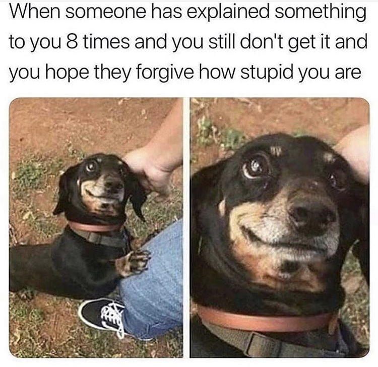 stupid dog meme - When someone has explained something to you 8 times and you still don't get it and you hope they forgive how stupid you are