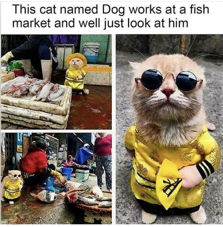 stuff works - This cat named Dog works at a fish market and well just look at him