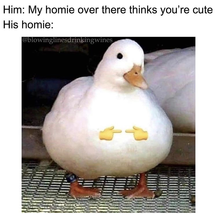 chubby duck - Him My homie over there thinks you're cute His homie