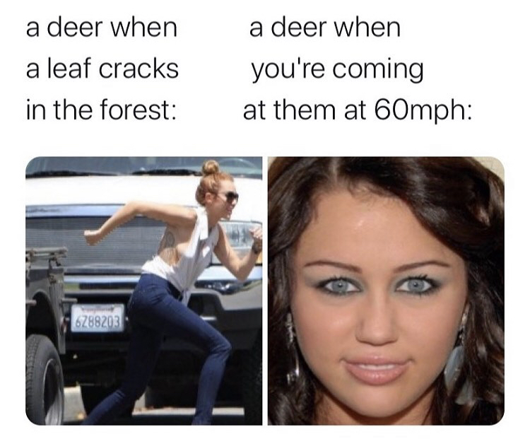 deer when a leaf cracks meme - a deer when a leaf cracks in the forest a deer when you're coming at them at 60mph 6288203