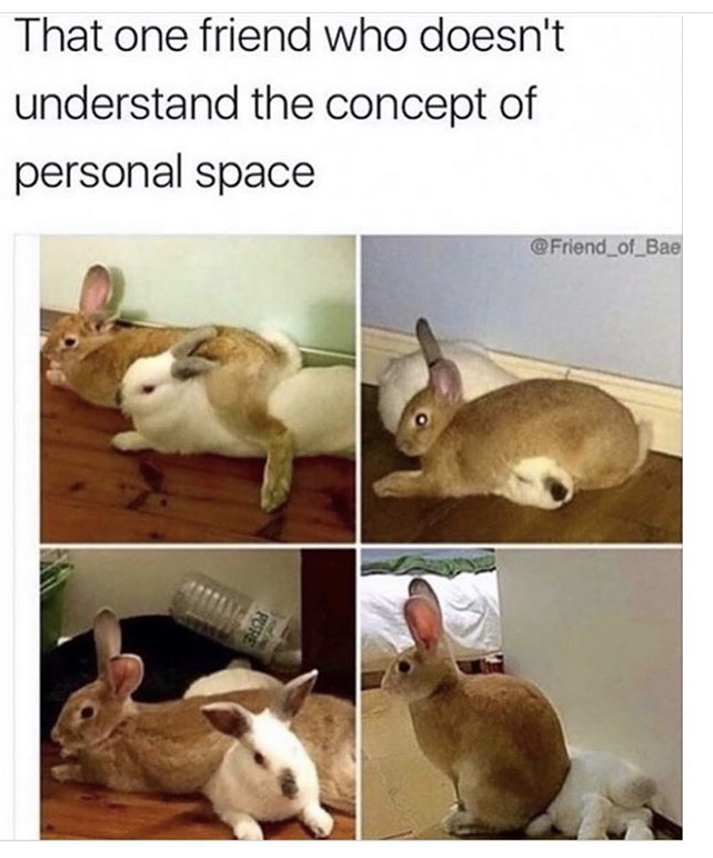 bunny personal space meme - That one friend who doesn't understand the concept of personal space Pure