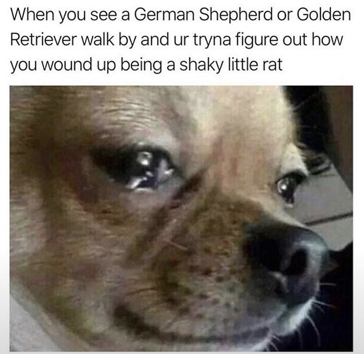 burst into tears meme - When you see a German Shepherd or Golden Retriever walk by and ur tryna figure out how you wound up being a shaky little rat
