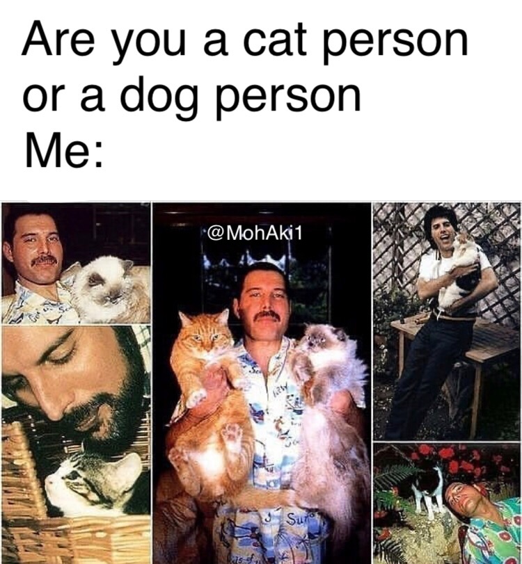 freddie mercury cat fact - Are you a cat person or a dog person Me 3 18 hely Suro