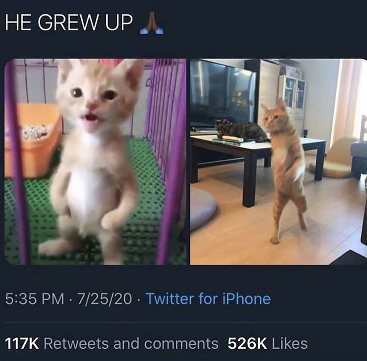 kitten standing on two legs - He Grew Up 72520 Twitter for iPhone and
