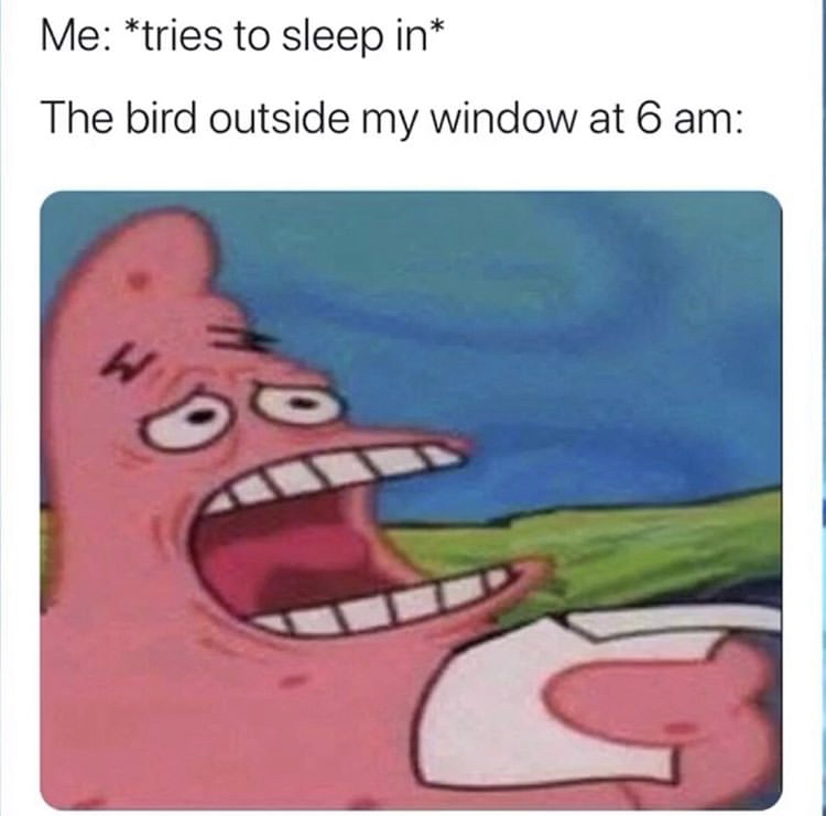 patrick essay meme - Me tries to sleep in The bird outside my window at 6 am W