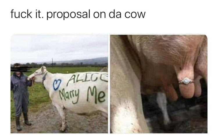cow tits meme - fuck it. proposal on da Cow Allge Marry Me