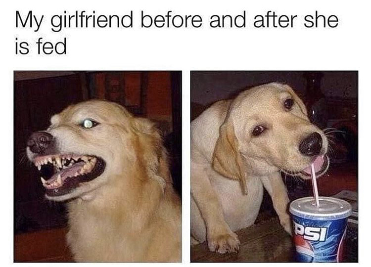 dog drinking pepsi meme - My girlfriend before and after she is fed Si
