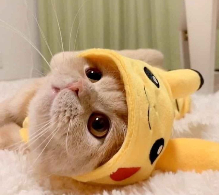 cute pikachu cats