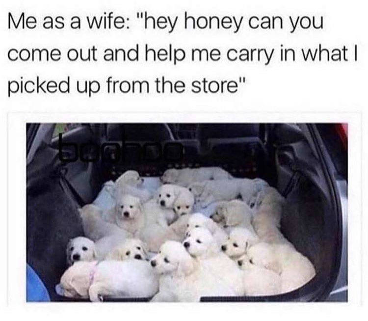 memes me as a wife - Me as a wife "hey honey can you come out and help me carry in what I picked up from the store"