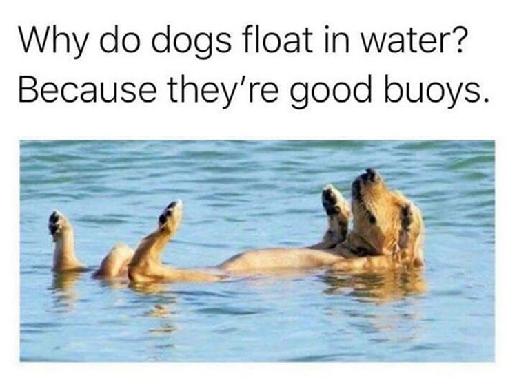 do dogs float in water - Why do dogs float in water? Because they're good buoys.