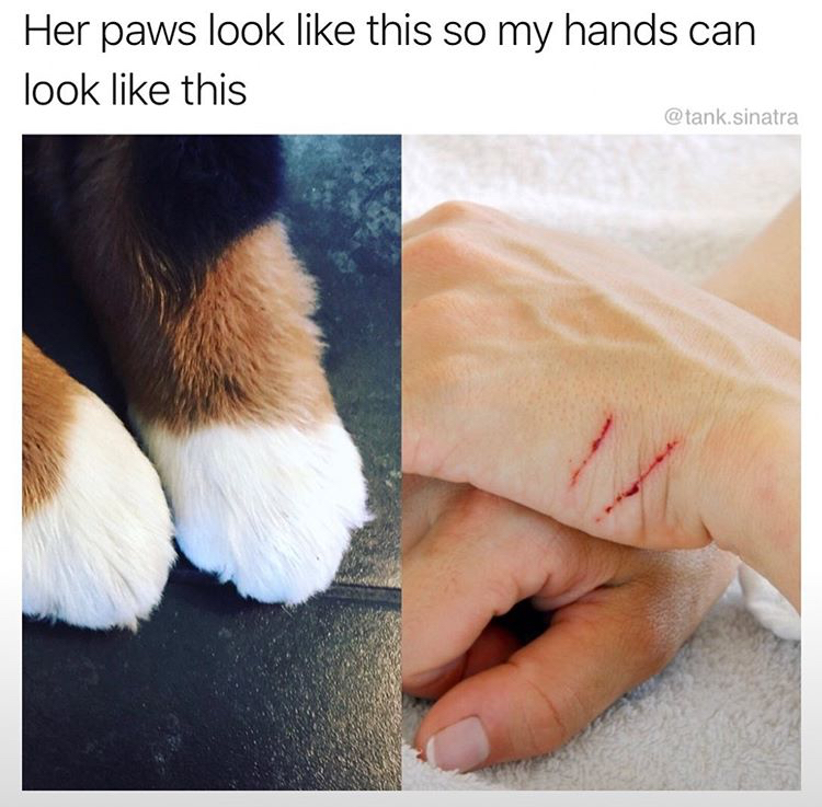 my hands look like this so her paws - Her paws look this so my hands can look this .sinatra