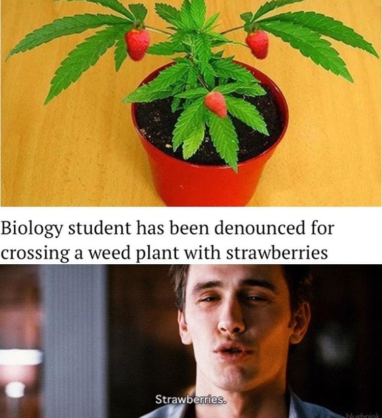 weed plant with strawberries - Biology student has been denounced for crossing a weed plant with strawberries Strawberries. Net