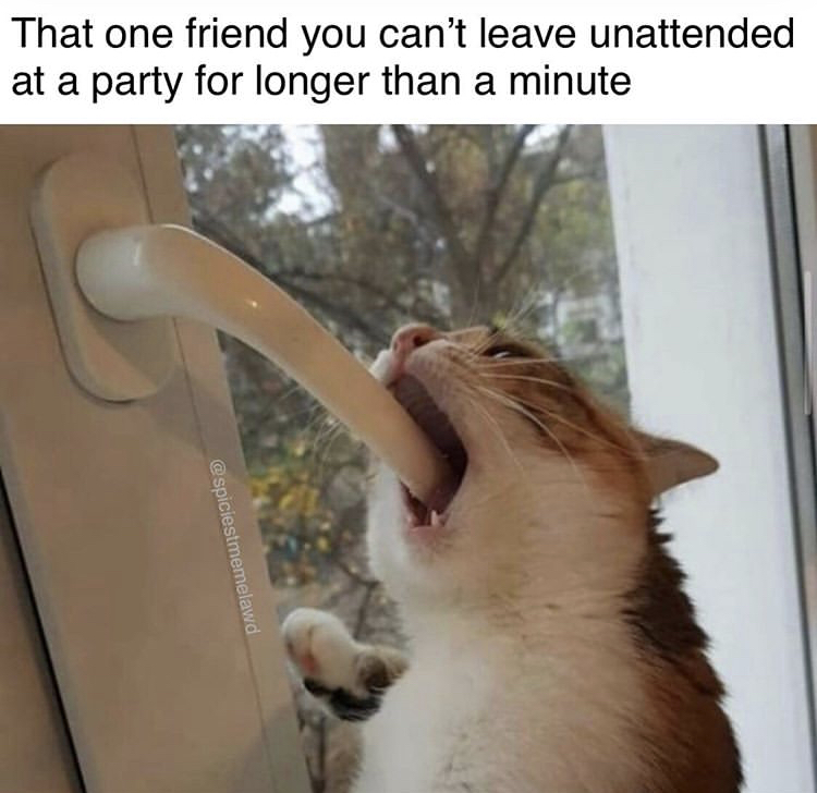 cat deepthroating - That one friend you can't leave unattended at a party for longer than a minute