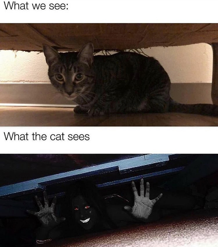 we see vs what the cat sees meme - What we see What the cat sees