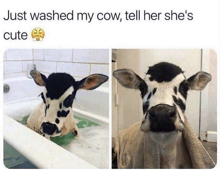 just washed my cow tell her she's cute - Just washed my cow, tell her she's cute 9