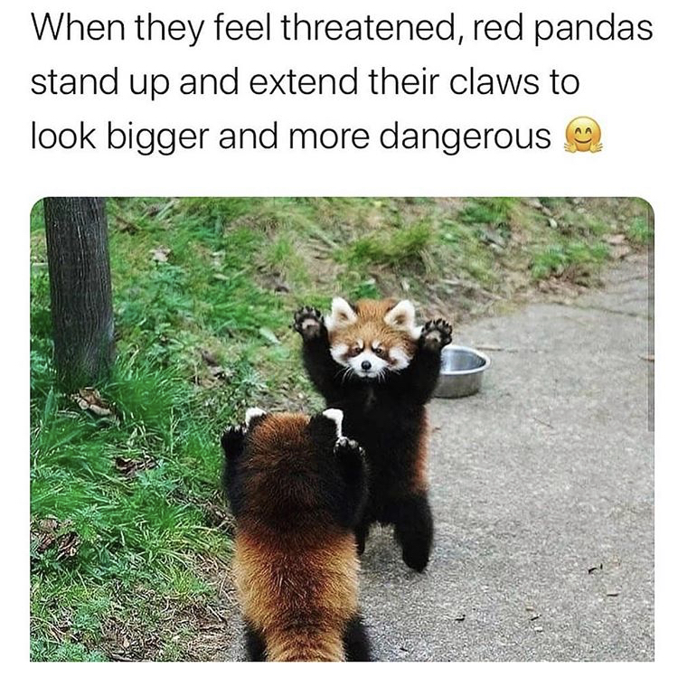 red panda look big - When they feel threatened, red pandas stand up and extend their claws to look bigger and more dangerous