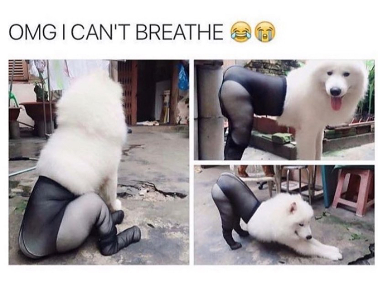 dogs in lingerie - Omg I Can'T Breathe