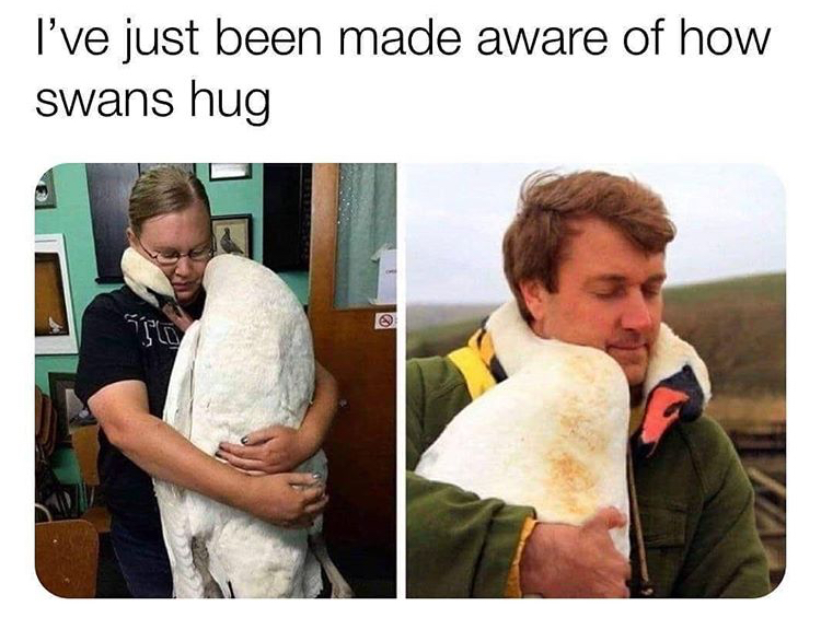 swans hug - I've just been made aware of how swans hug