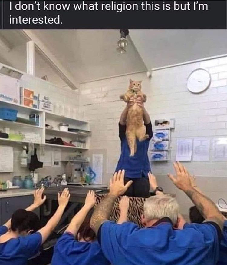 worshipping a cat - I don't know what religion this is but I'm interested.