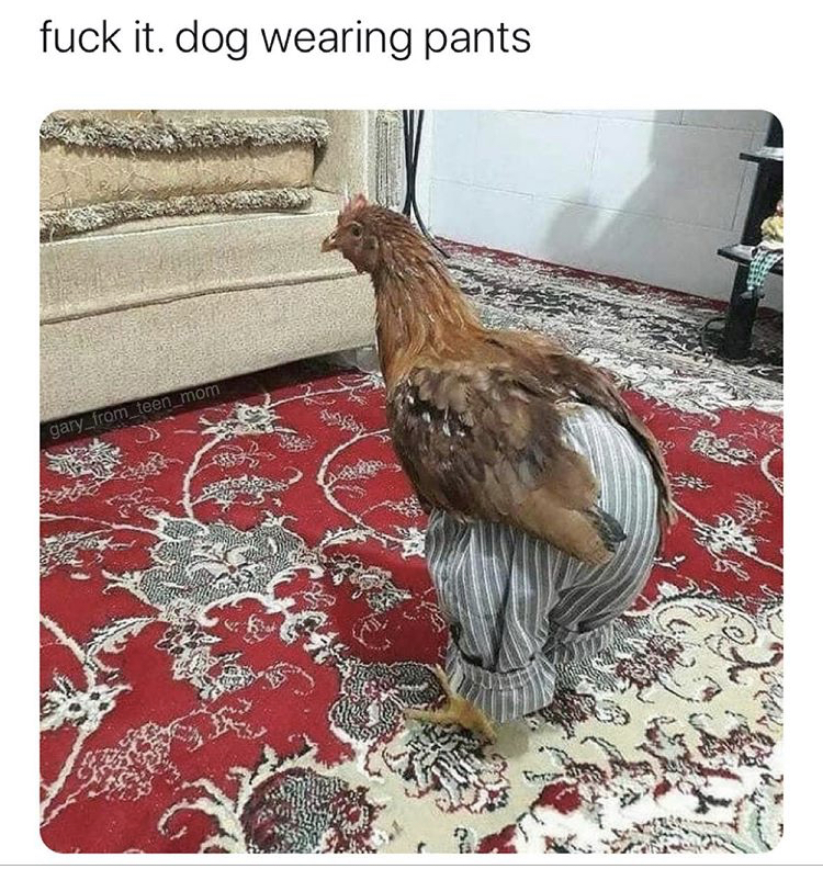 fuck it. dog wearing pants gary_from_con_mom.