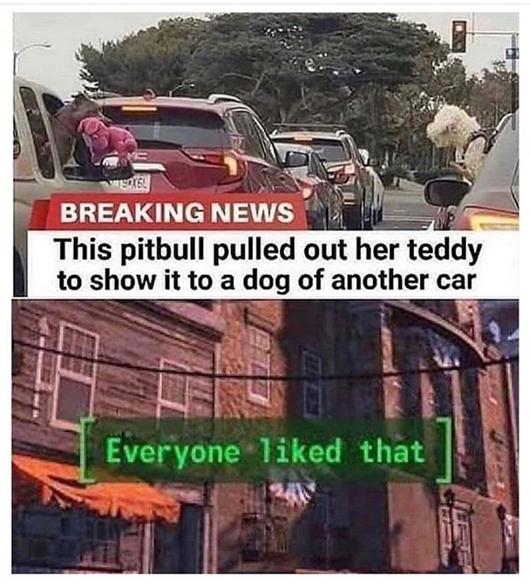 pitbull shows teddy to other dog - Wote Breaking News This pitbull pulled out her teddy to show it to a dog of another car Everyone d that 12