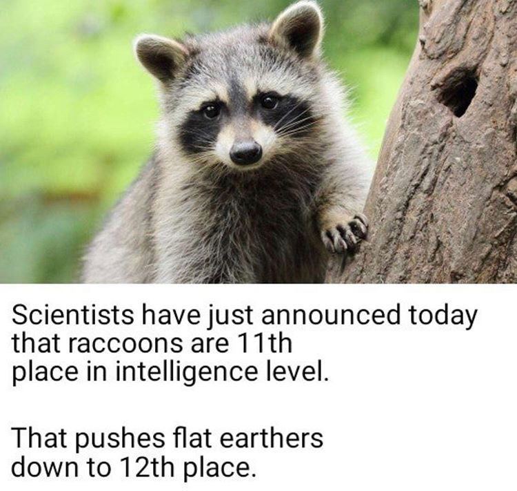 baby raccoon - Scientists have just announced today that raccoons are 11th place in intelligence level. That pushes flat earthers down to 12th place.
