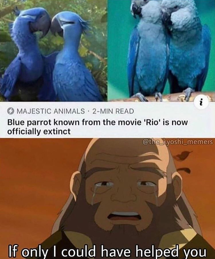 rio blue macaw extinct - Majestic Animals. 2Min Read Blue parrot known from the movie 'Rio' is now officially extinct If only I could have helped you