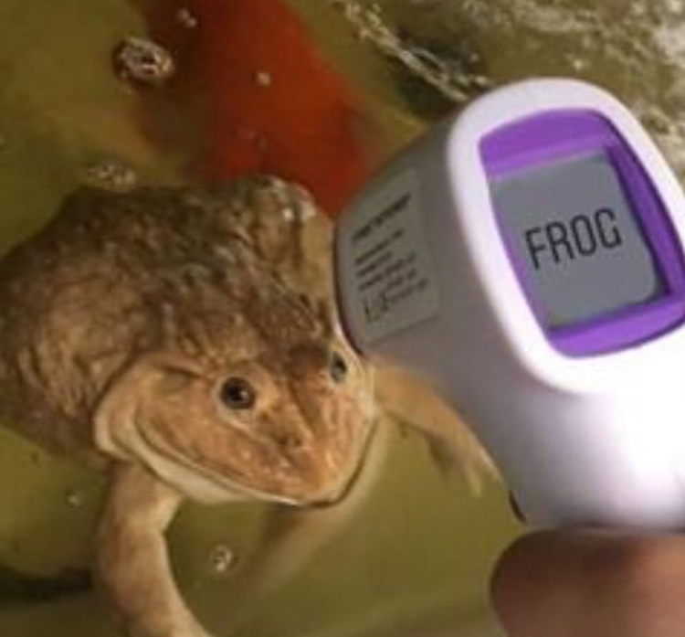Frogs - Frog