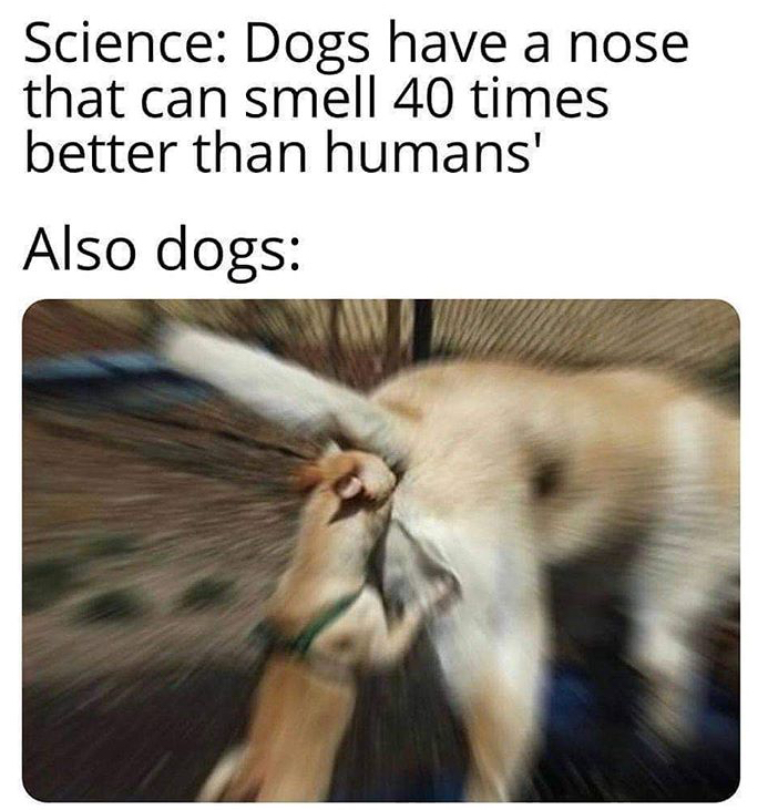 funny - Science Dogs have a nose that can smell 40 times better than humans' Also dogs