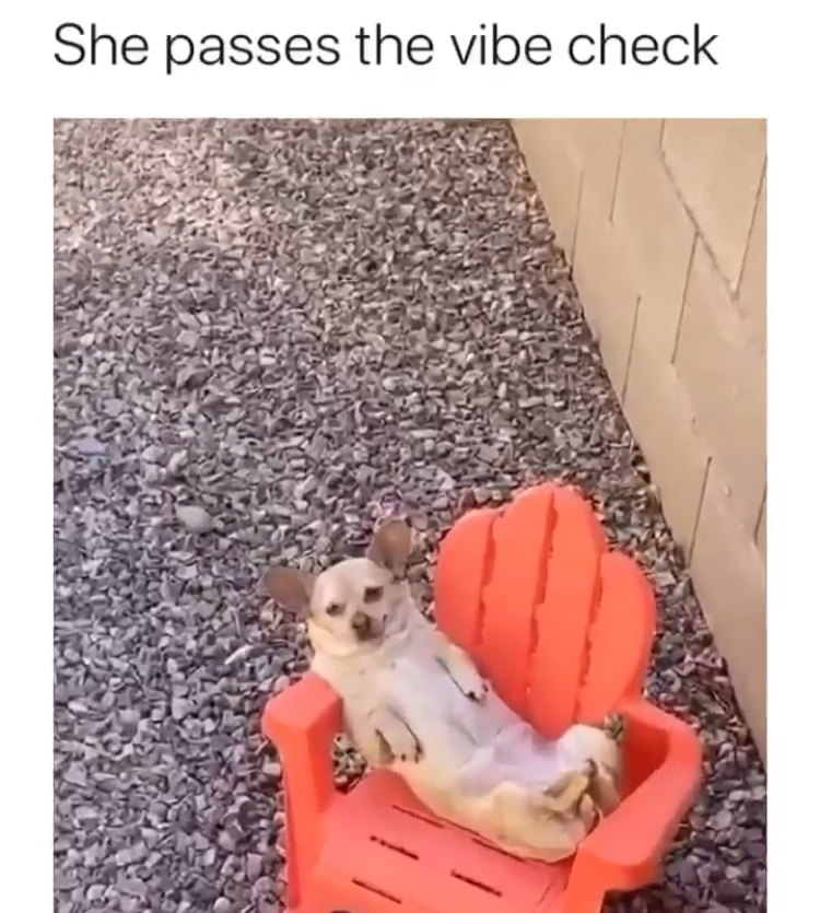 lazy chihuahua caught - She passes the vibe check