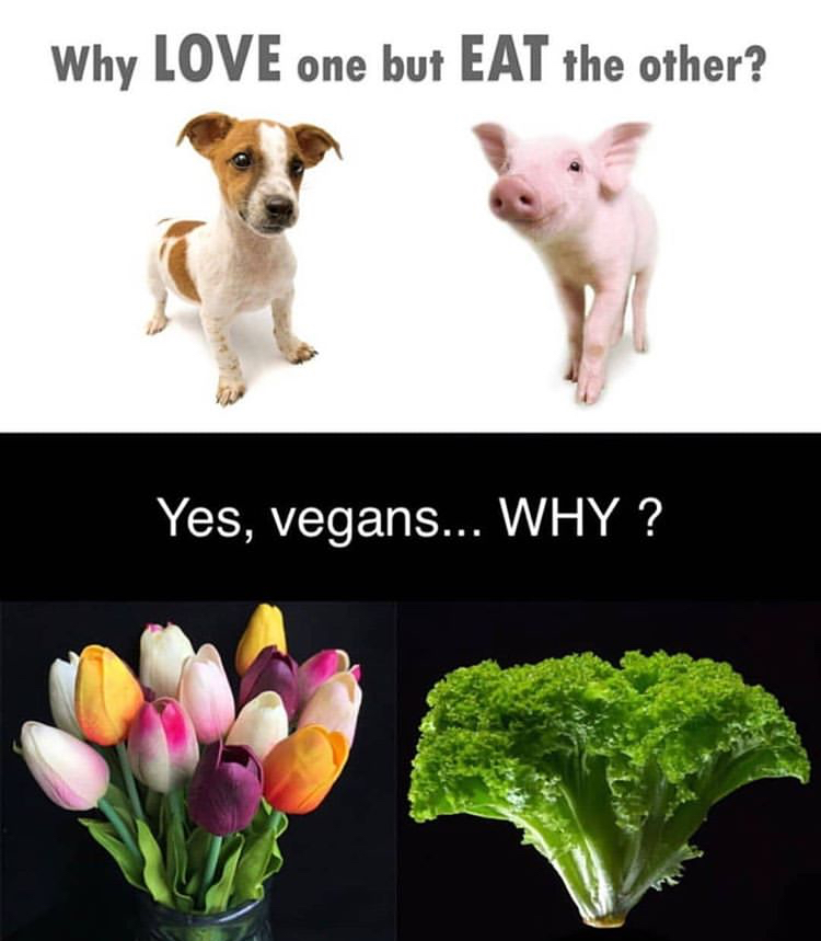 love one and eat the other - Why Love one but Eat the other? Yes, vegans... Why?