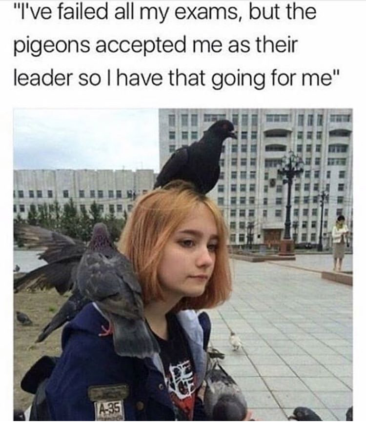 pigeon leader - "I've failed all my exams, but the pigeons accepted me as their leader so I have that going for me" A35