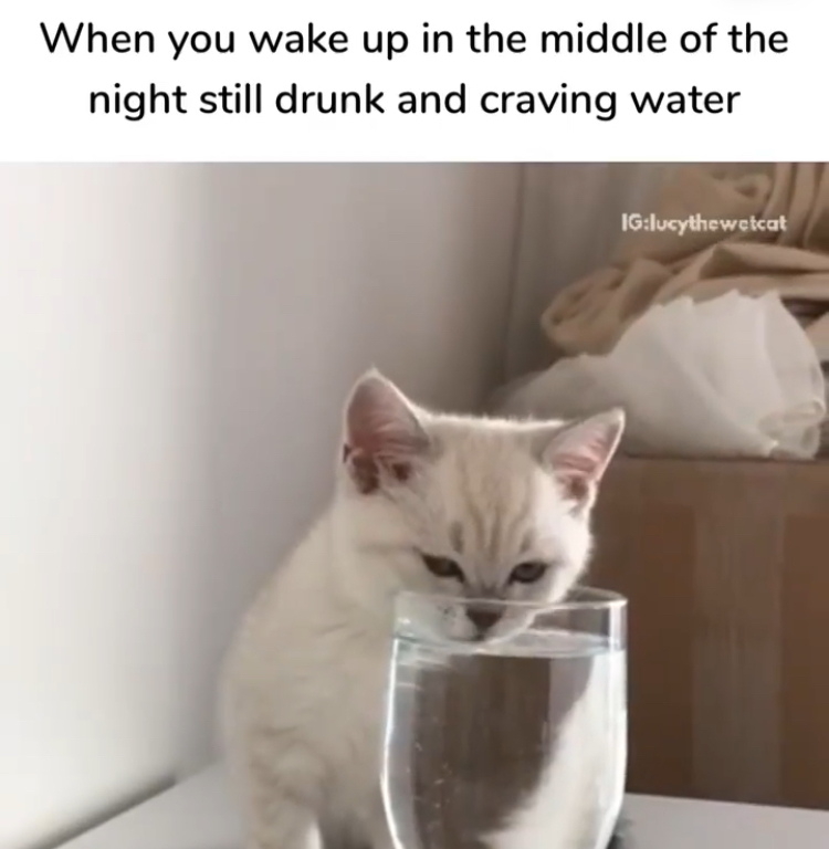 photo caption - When you wake up in the middle of the night still drunk and craving water Iglucythewetcat