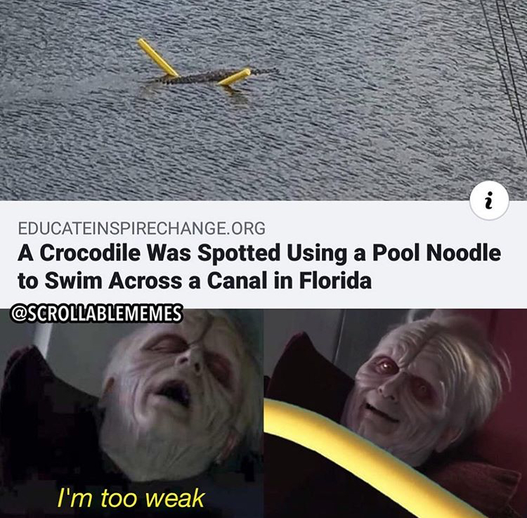photo caption - 'N Educateinspirechange.Org A Crocodile Was Spotted Using a Pool Noodle to Swim Across a Canal in Florida I'm too weak