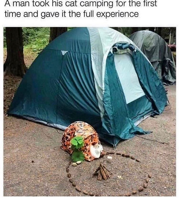 camping meme - A man took his cat camping for the first time and gave it the full experience