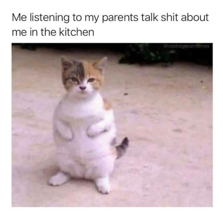 chubby cat - Me listening to my parents talk shit about me in the kitchen