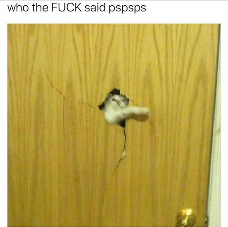 you go to the bathroom without your cat - who the Fuck said pspsps